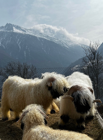Valais Blacknose Sheep - The Cutest Sheep in the World - Valais Iowa