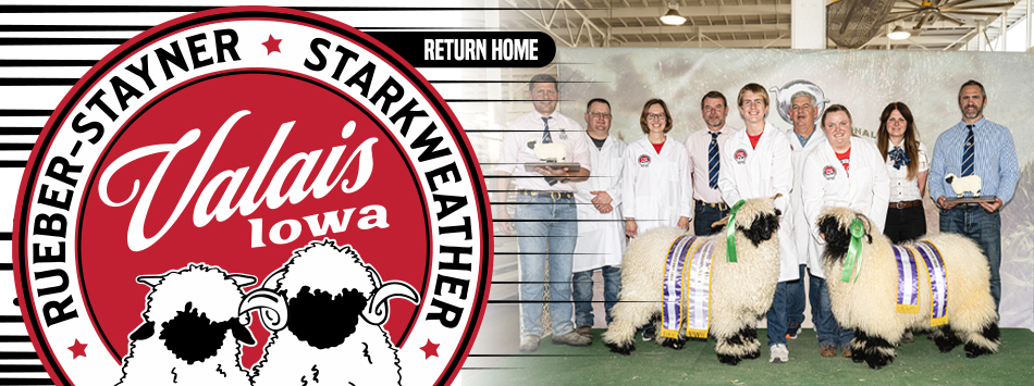 Valais Blacknose Sheep - The Cutest Sheep in the World - Valais Iowa