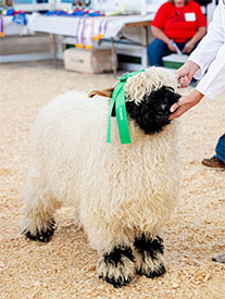 Valais Iowa Donor Ewes