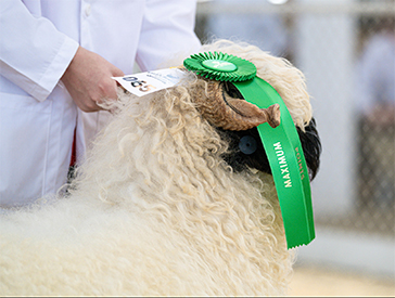 Valais Blacknose Sheep - The Cutest Sheep in the World - Valais Iowa