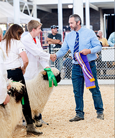 Valais Iowa Donor Ewes