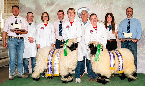 Valais Blacknose Iowa Donor Ewes